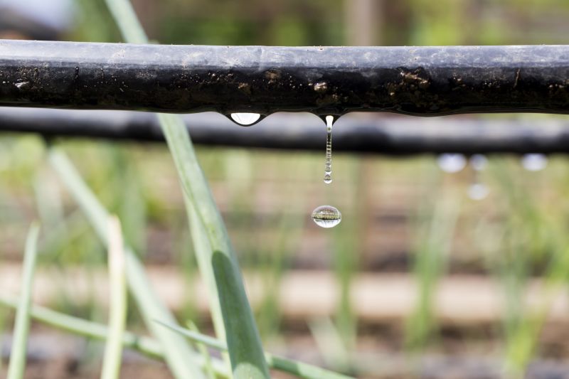 Drip Irrigation Installation in Honolulu, HI