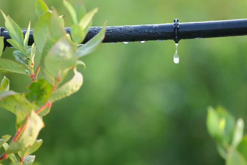 Drip System Installation in Aiken, SC